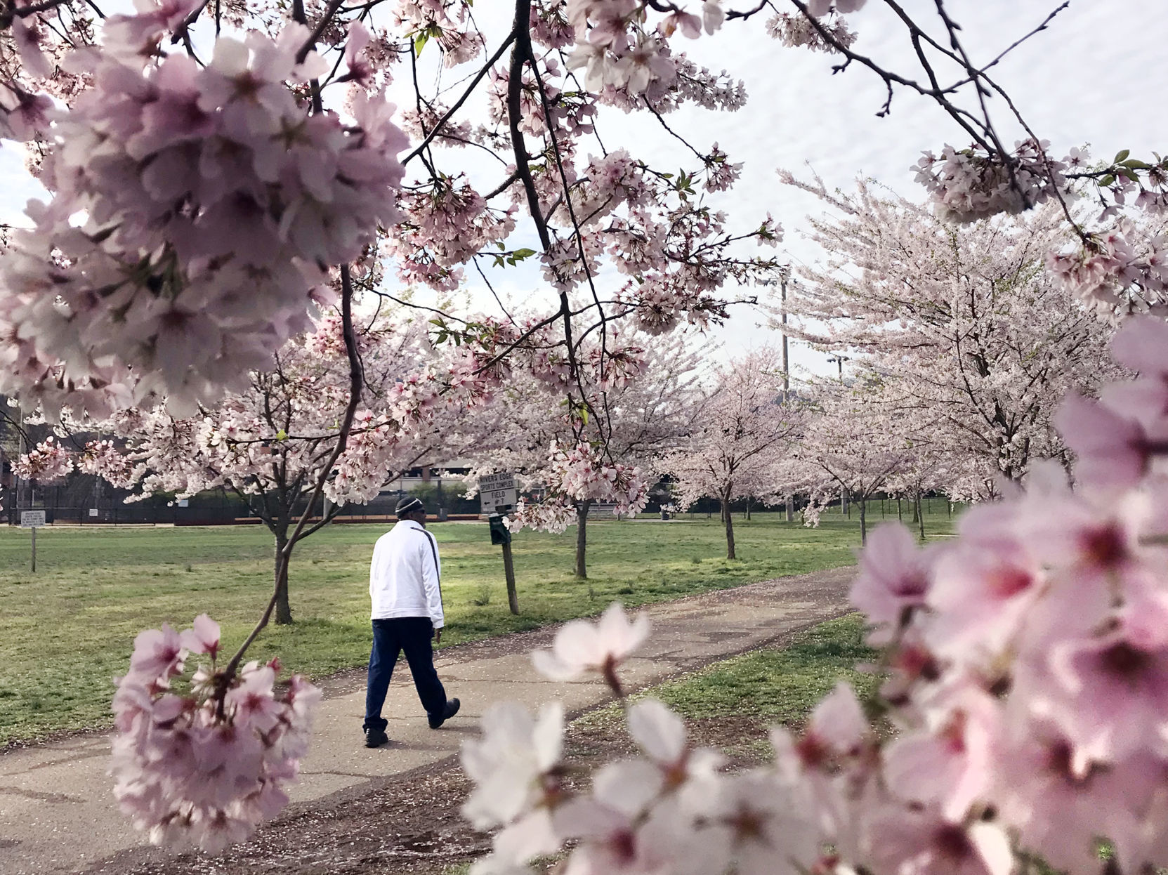hr cherryblossoms